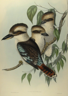 John Gould's Birds of Australia